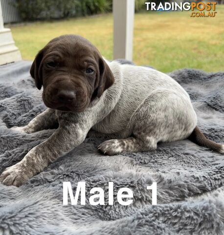 German Shorthaired Pointer (GSP) Puppies