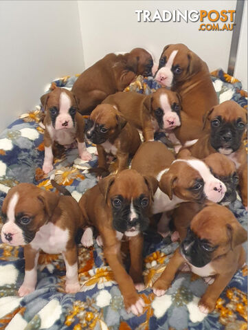 Trading post sales boxer puppies