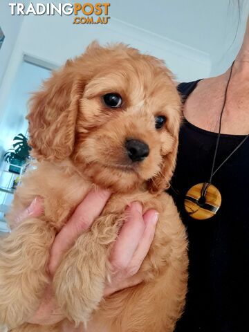 Adorable Miniature cavoodles one female and Four males DNA