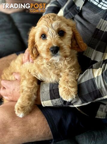 Miniature cavoodle. Sweet natured. DNA.