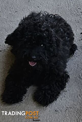 TOY POODLE PUPPY