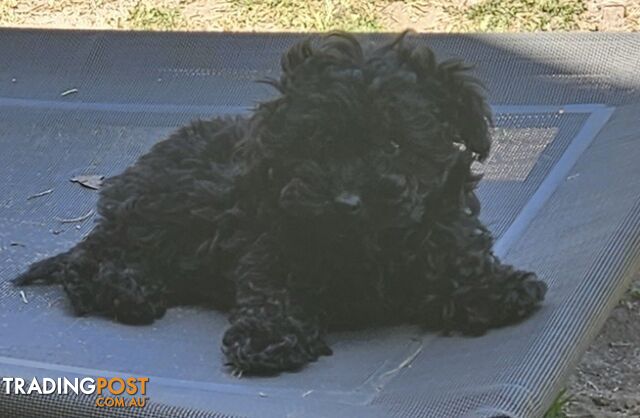 TOY POODLE PUPPY