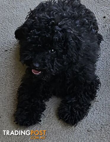 TOY POODLE PUPPY