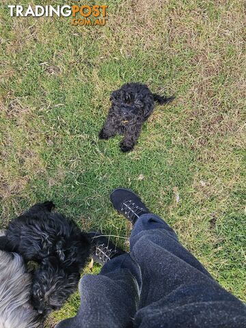 TOY POODLE PUPPY