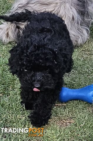 TOY POODLE PUPPY