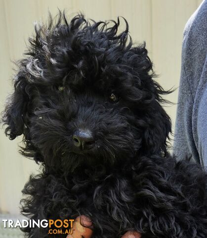 TOY POODLE PUPPY