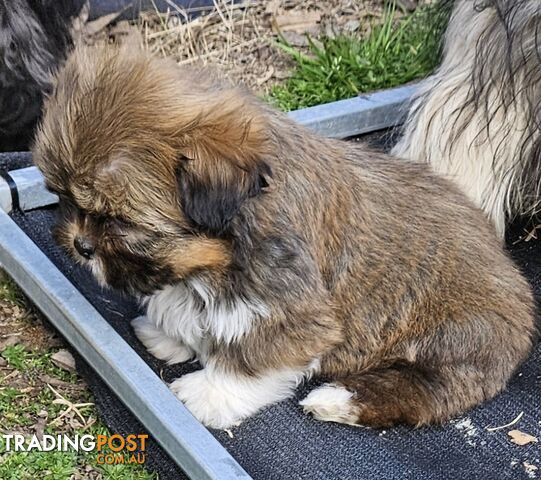 SHIH TZU PUPPIES