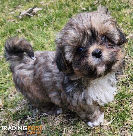 SHIH TZU PUPPIES