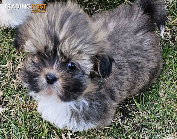 SHIH TZU PUPPIES