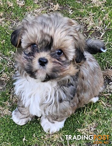 SHIH TZU PUPPIES