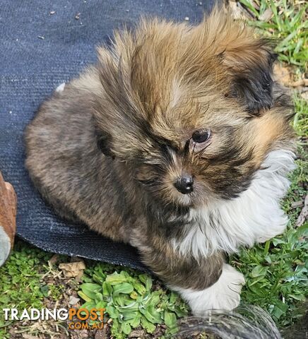 SHIH TZU PUPPIES