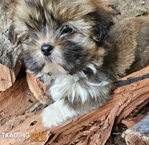 SHIH TZU PUPPIES