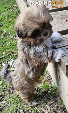 SHIH TZU PUPPIES