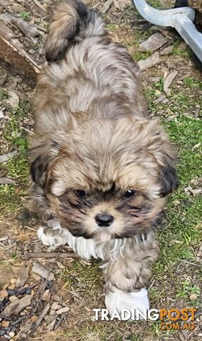 SHIH TZU PUPPIES