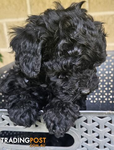 TOY POODLE PUPPIES