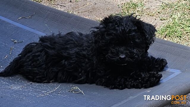 TOY POODLE PUPPIES