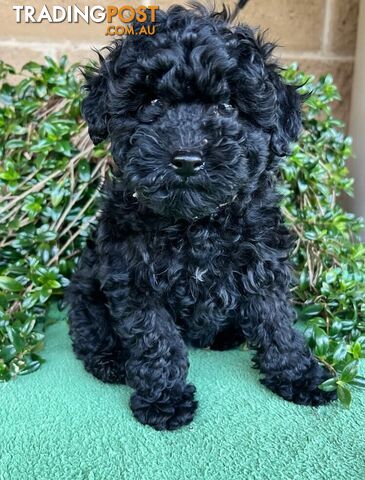 TOY POODLE PUPPIES