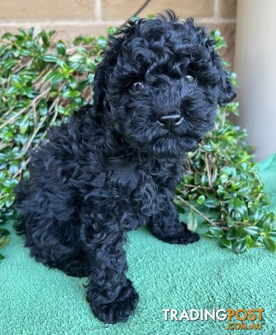 TOY POODLE PUPPIES