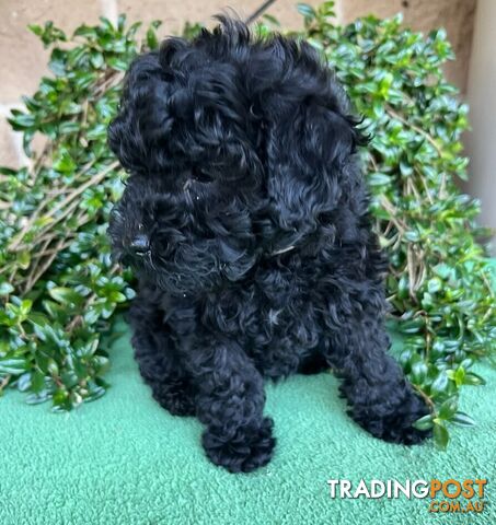 TOY POODLE PUPPIES