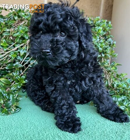 TOY POODLE PUPPIES