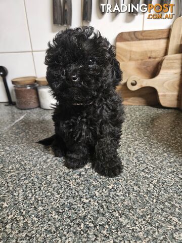 TOY POODLE PUPPIES