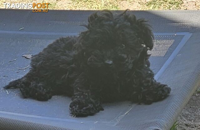 TOY POODLE PUPPIES