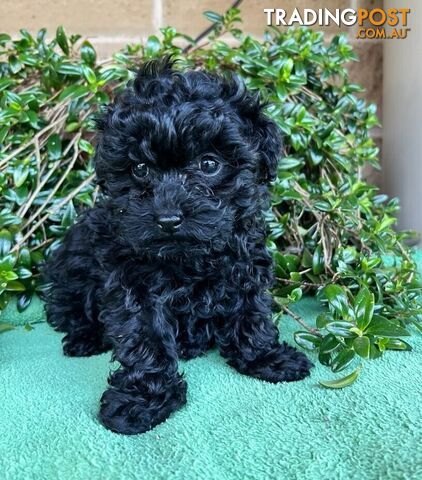 TOY POODLE PUPPIES