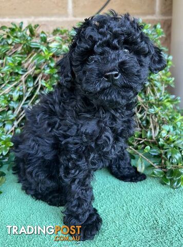 TOY POODLE PUPPIES