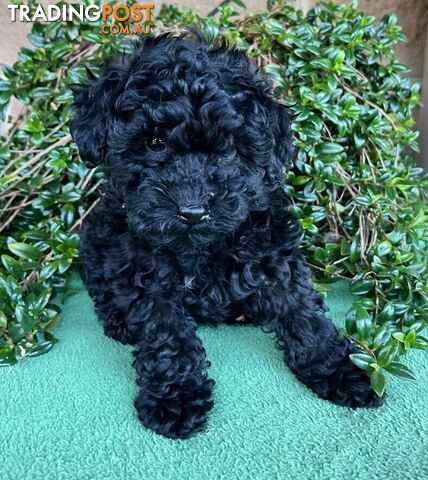 TOY POODLE PUPPIES