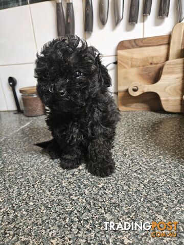 TOY POODLE PUPPIES