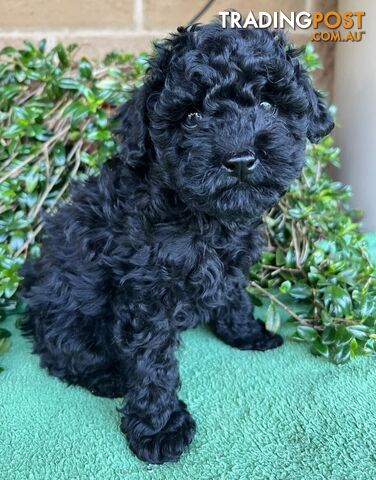 TOY POODLE PUPPIES