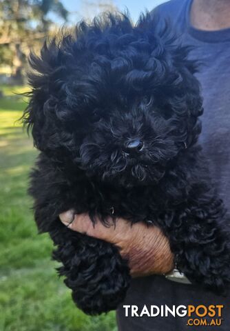 SHOODLE PUPPY