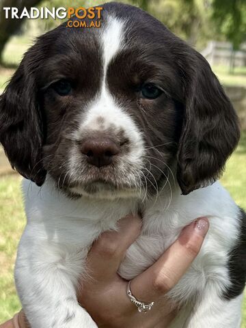 English Springer Spaniel