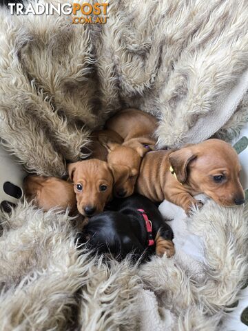 PURE BRED DACHSHUND PUPPIES