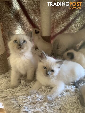 Purebred ragdoll kittens