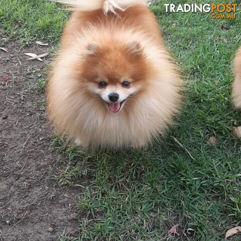 Pomeranian Pure Breed Male Stud. D.N.A proof provided and no genetic faults. Tiny.