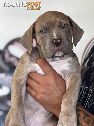 XL American Bully Puppies Available Now