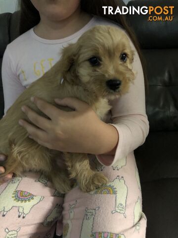 3 female Caramel Cavoodle Puppies