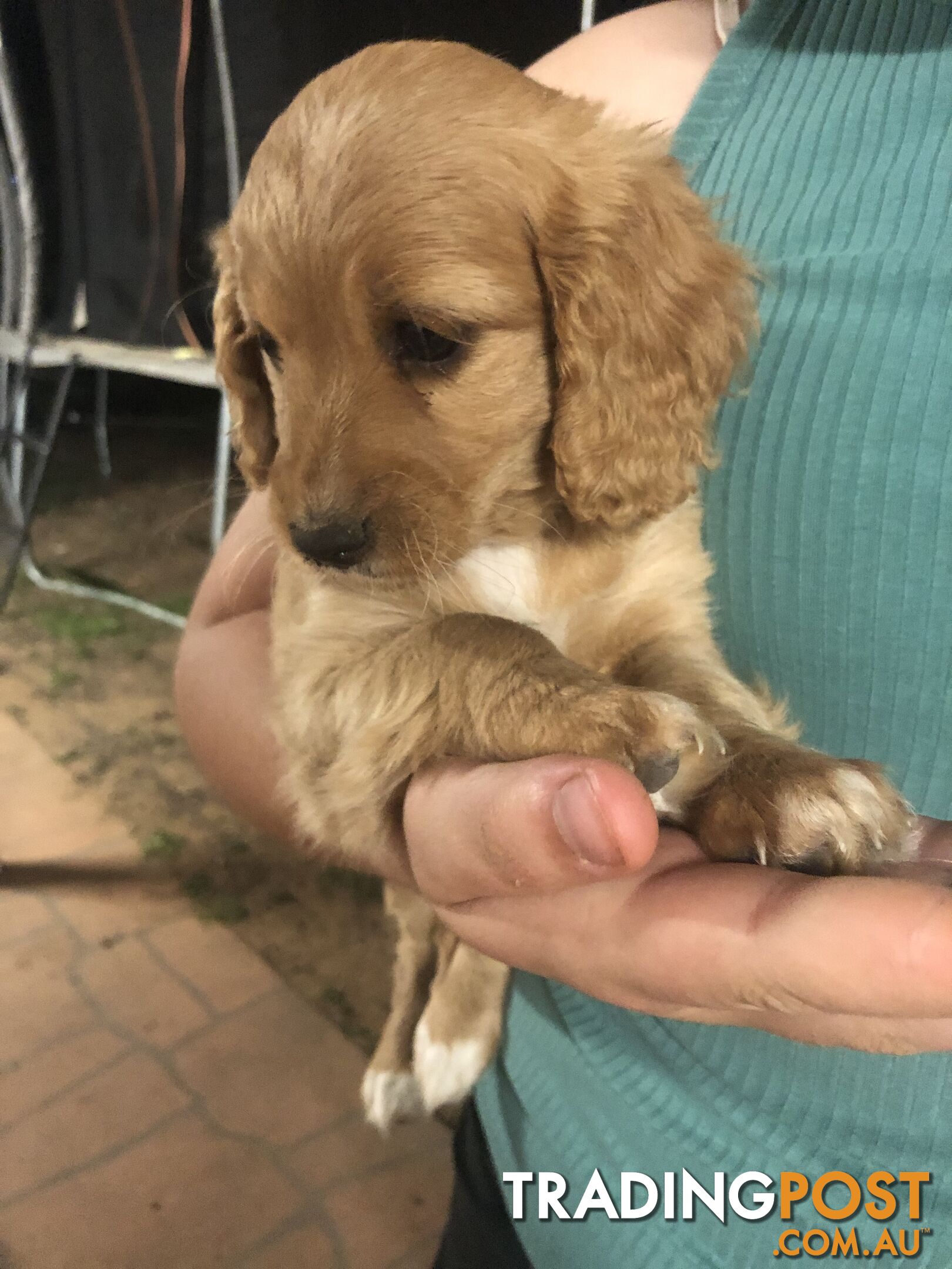 4 Female Cavoodle Puppies