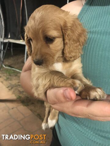 4 Female Cavoodle Puppies