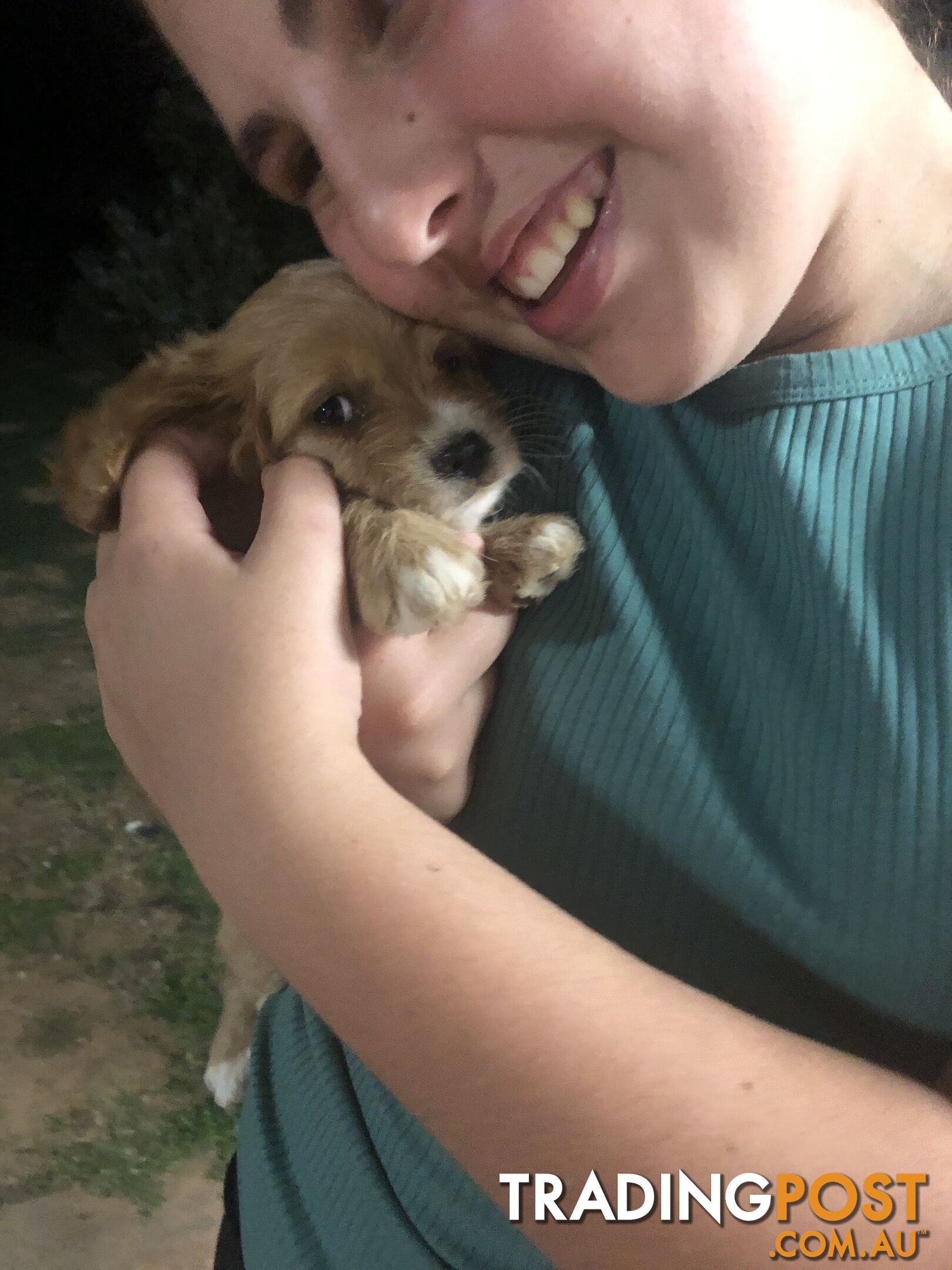 4 Female Cavoodle Puppies