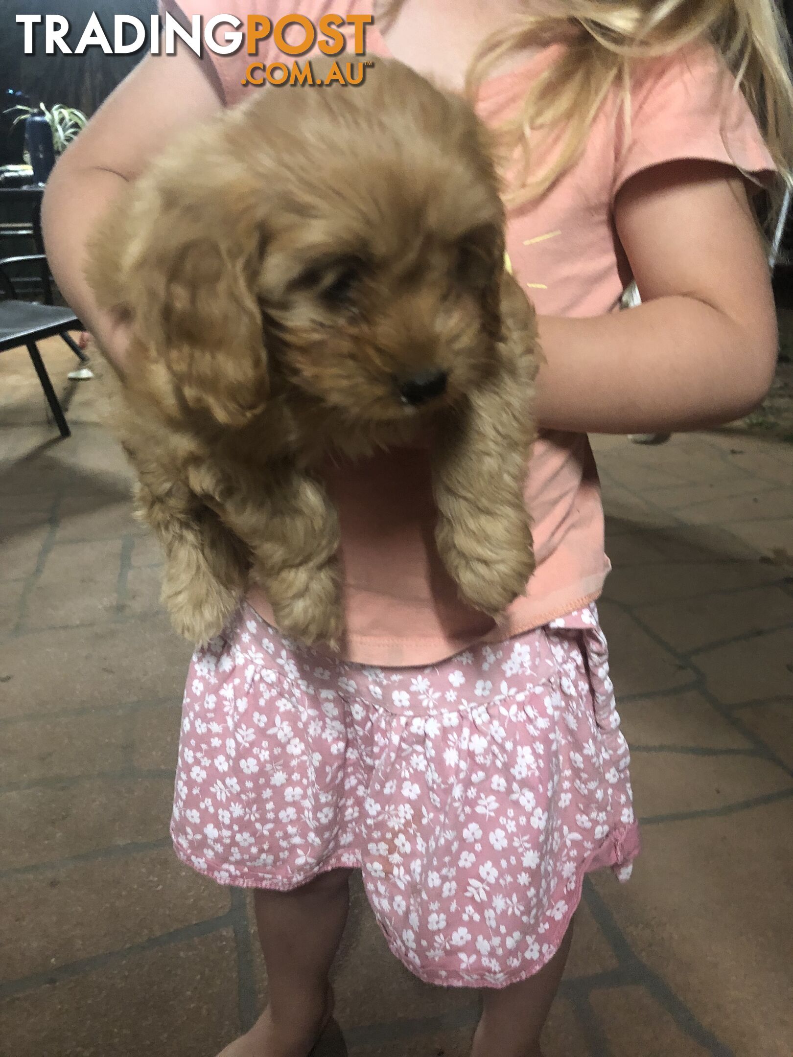 4 Female Cavoodle Puppies