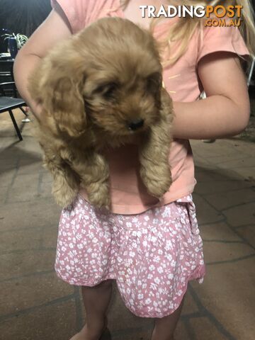 4 Female Cavoodle Puppies