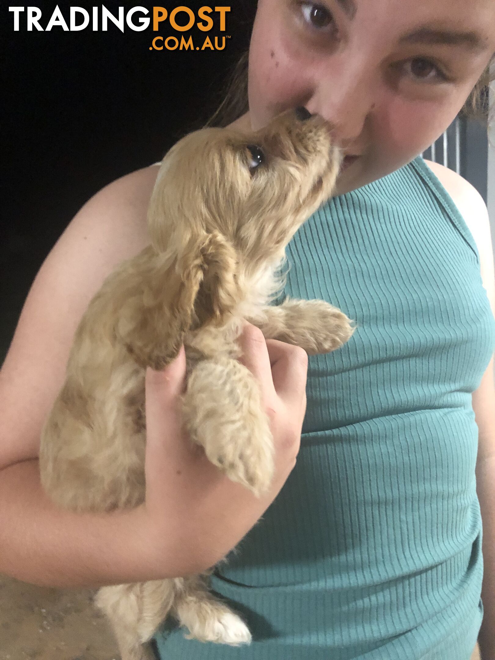 4 Female Cavoodle Puppies