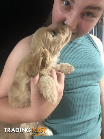 4 Female Cavoodle Puppies