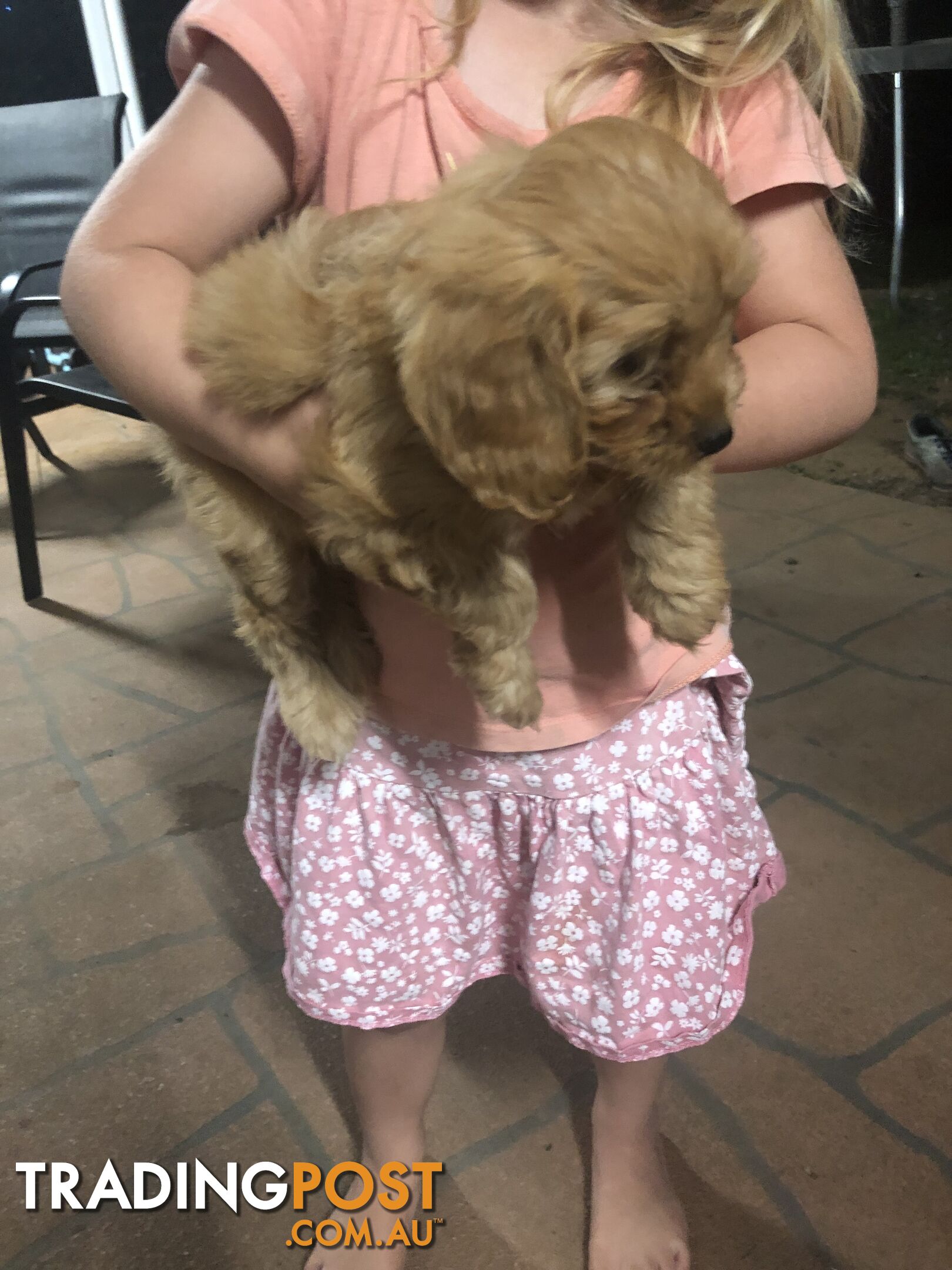 4 Female Cavoodle Puppies