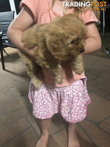 4 Female Cavoodle Puppies