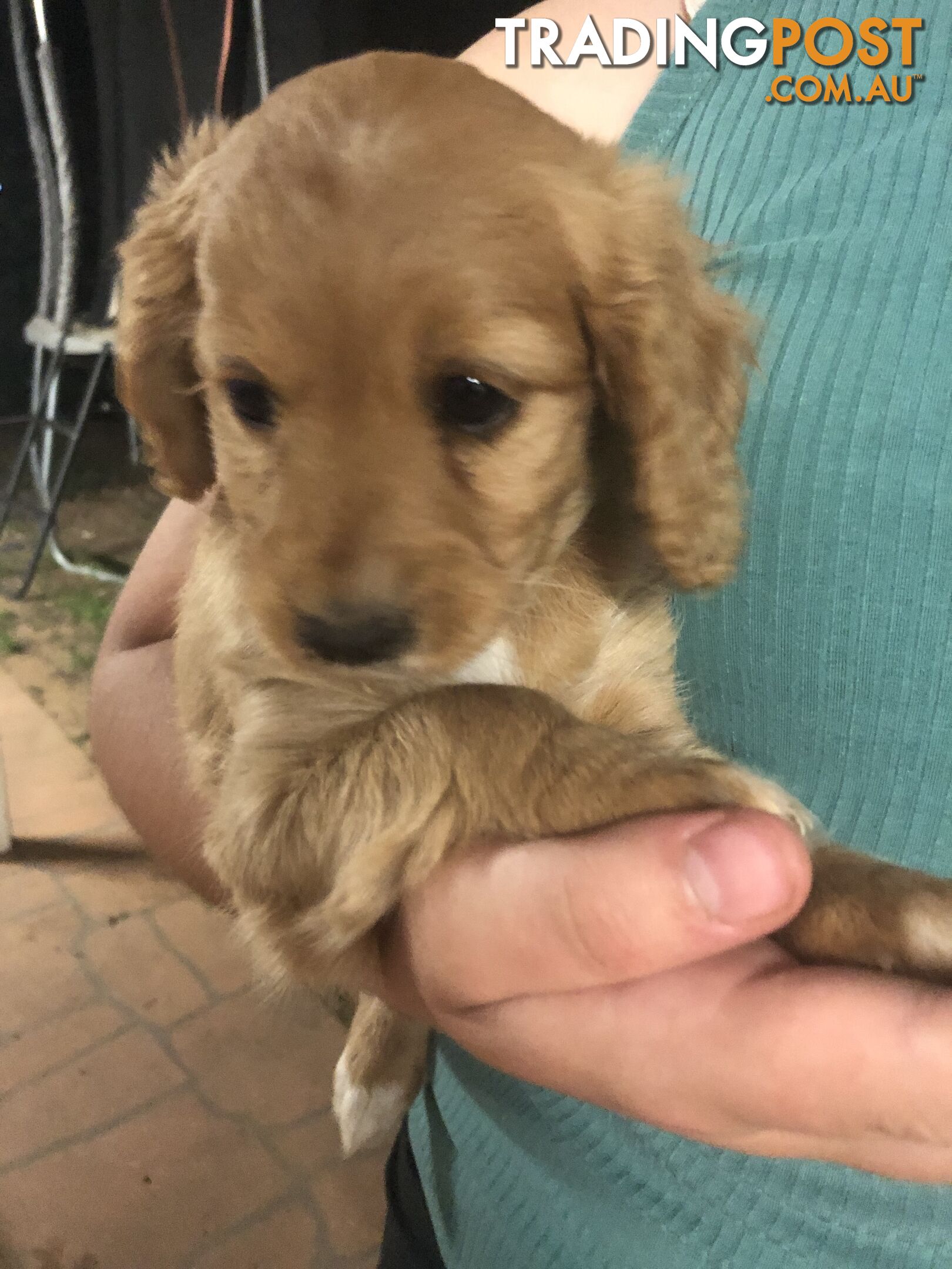 4 Female Cavoodle Puppies