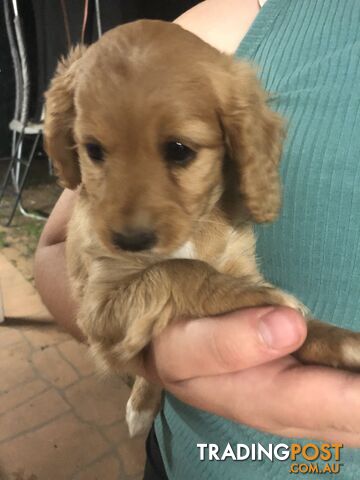 4 Female Cavoodle Puppies