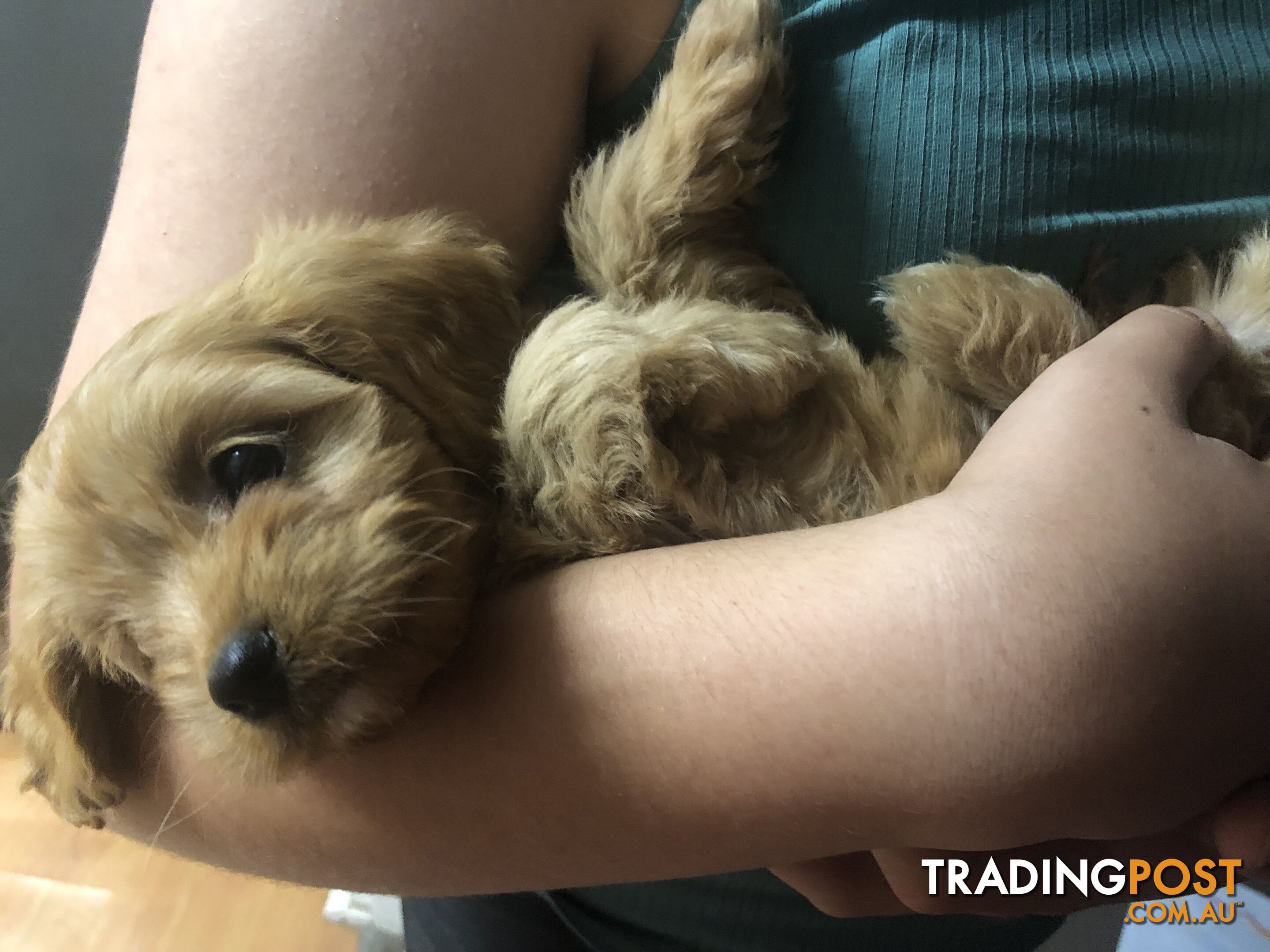 4 Female Cavoodle Puppies